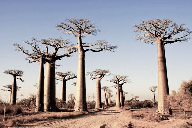 Our wholesale website is live!